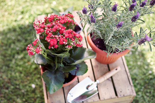 Essential Gardening Jobs to Tackle in July for a Flourishing Oasis