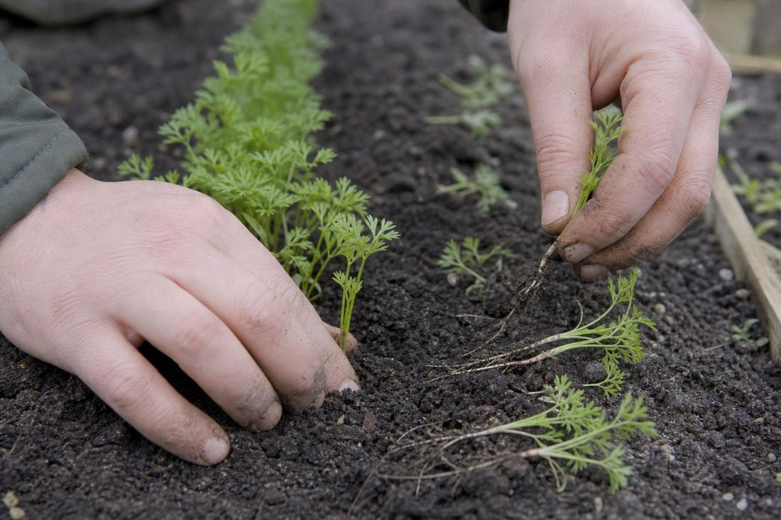 The Quiet Art of Thinning Seedlings and Why Most Gardeners Do It Too Late