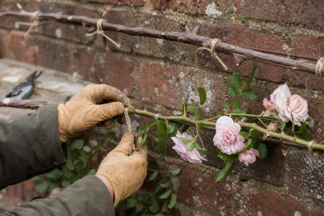A Gardener's Guide to Growing Climbing Roses with Less Fuss