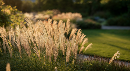 What the swaying plumes of molinia taught me about movement restraint and planting with the wind not against it