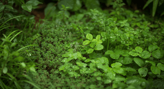 How to choose and care for native groundcovers that feed the soil and reduce weeding