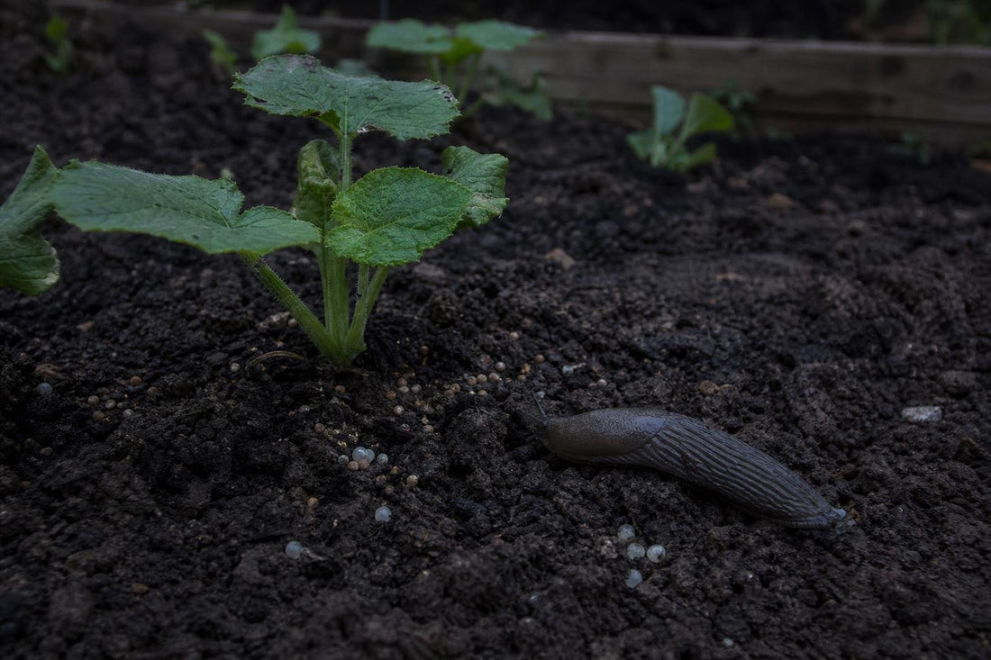 How to Manage Slug Damage Without Reaching for the Blue Pellets