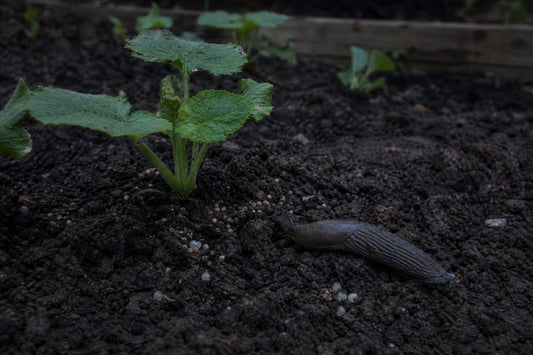 How to Manage Slug Damage Without Reaching for the Blue Pellets