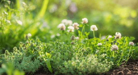 How to lay a living mulch with low-growing herbs and why your soil life will thank you