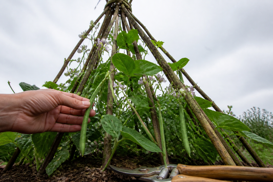 How to Grow Climbing French Beans from Seed to Harvest