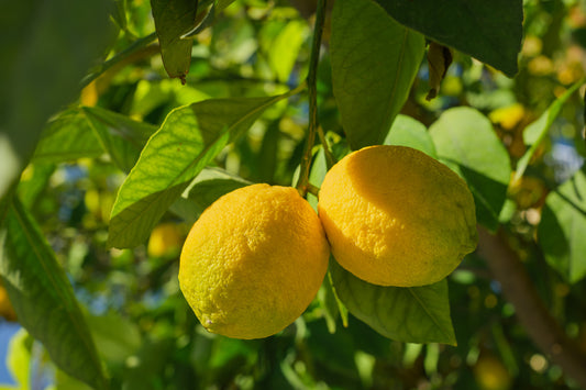 Summer Care for Lemon Trees in the UK: Nurturing Citrus Bliss in the Sunshine
