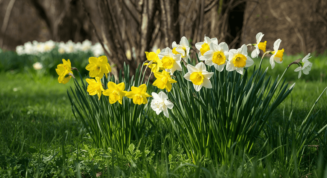 What heritage daffodil varieties can teach us about seasonal planting with purpose