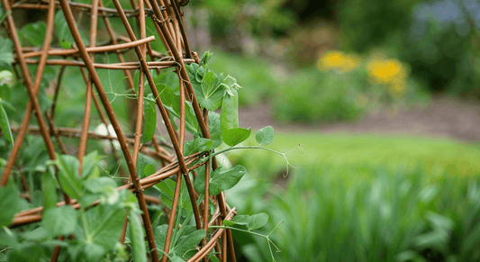 How choosing local willow over plastic netting gave my peas a gentler place to climb