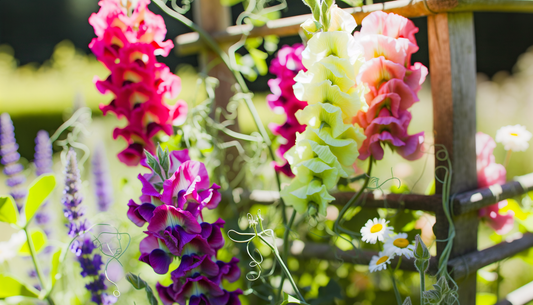 Sweet Peas and Summer Scents: How to Get the Best Blooms