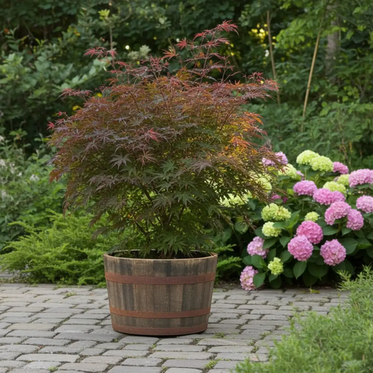 Half Whisky Barrel Planter - Oak Wood Tree Pot for Olive & Fruit Trees | 65cm Garden Planter