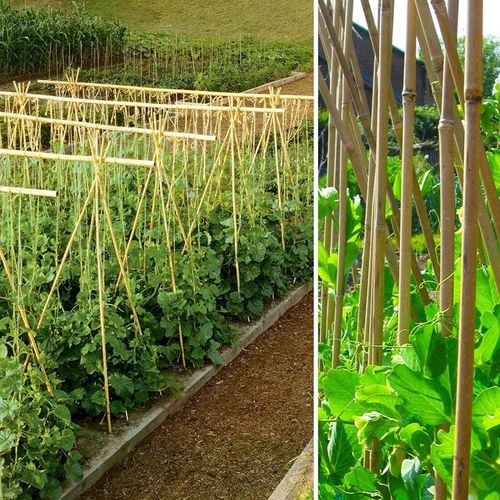 10 x 2ft (60cm) Bamboo canes